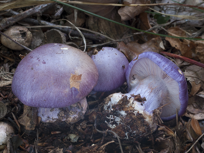 Cortinarius eucaeruleus